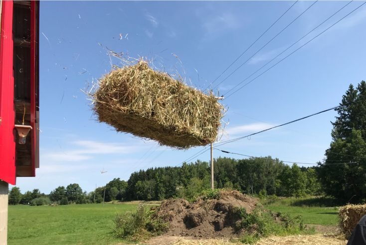 difference between straw and hay