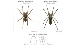 grass spider vs wolf spider
